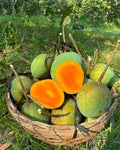 Himshagor Mango-11kg